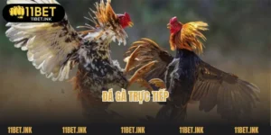 Đá Gà Trực Tiếp: Cá Cược Các Cuộc Gà Chiến Hấp Dẫn Tại 11bet